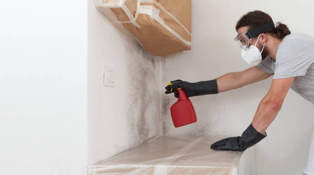 Professional Basement Mold Remediation technician working in Bethpage, NY